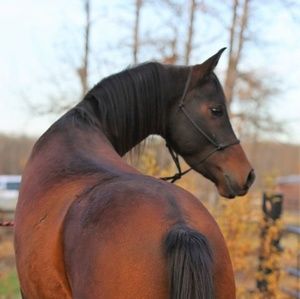 Meet your Posher, Emma